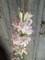 Pink Parfait Tuberose - 1 Bulb - FRAGRANT - Polianthus tuberosa
